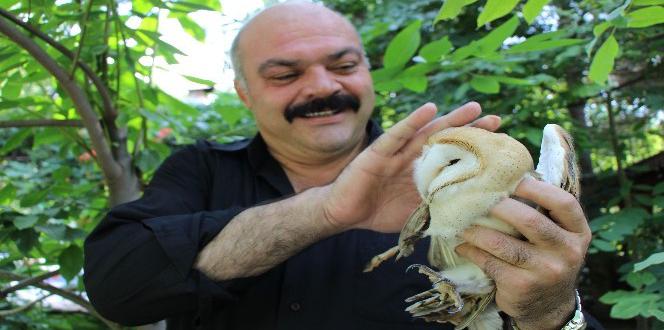 Yaralı Peçeli Baykuş ‘Şampiyon’a Sığındı