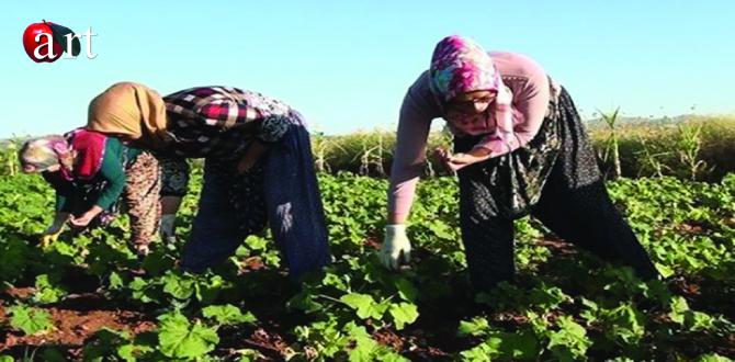 Bamya Hasadı Üreticiyi Zorluyor