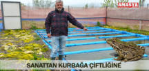 SANATTAN KURBAĞA ÇİFTLİĞİNE