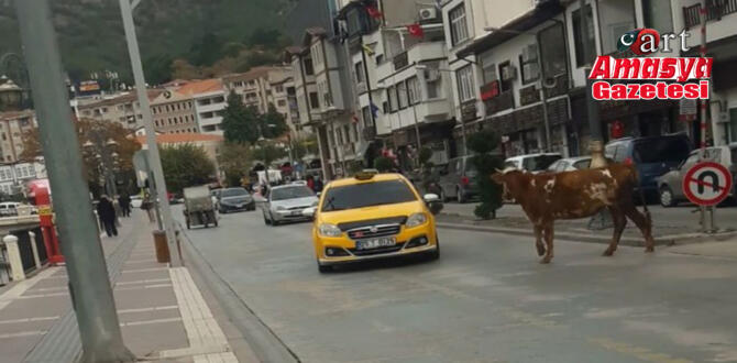 Amasya’da sahibinden kaçan boğa trafiği birbirine kattı