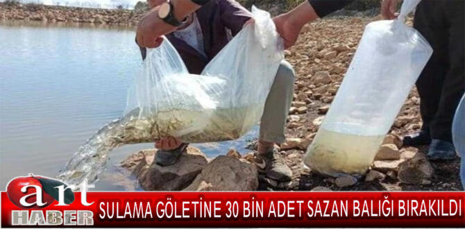 SULAMA GÖLETİNE 30 BİN ADET SAZAN BALIĞI BIRAKILDI